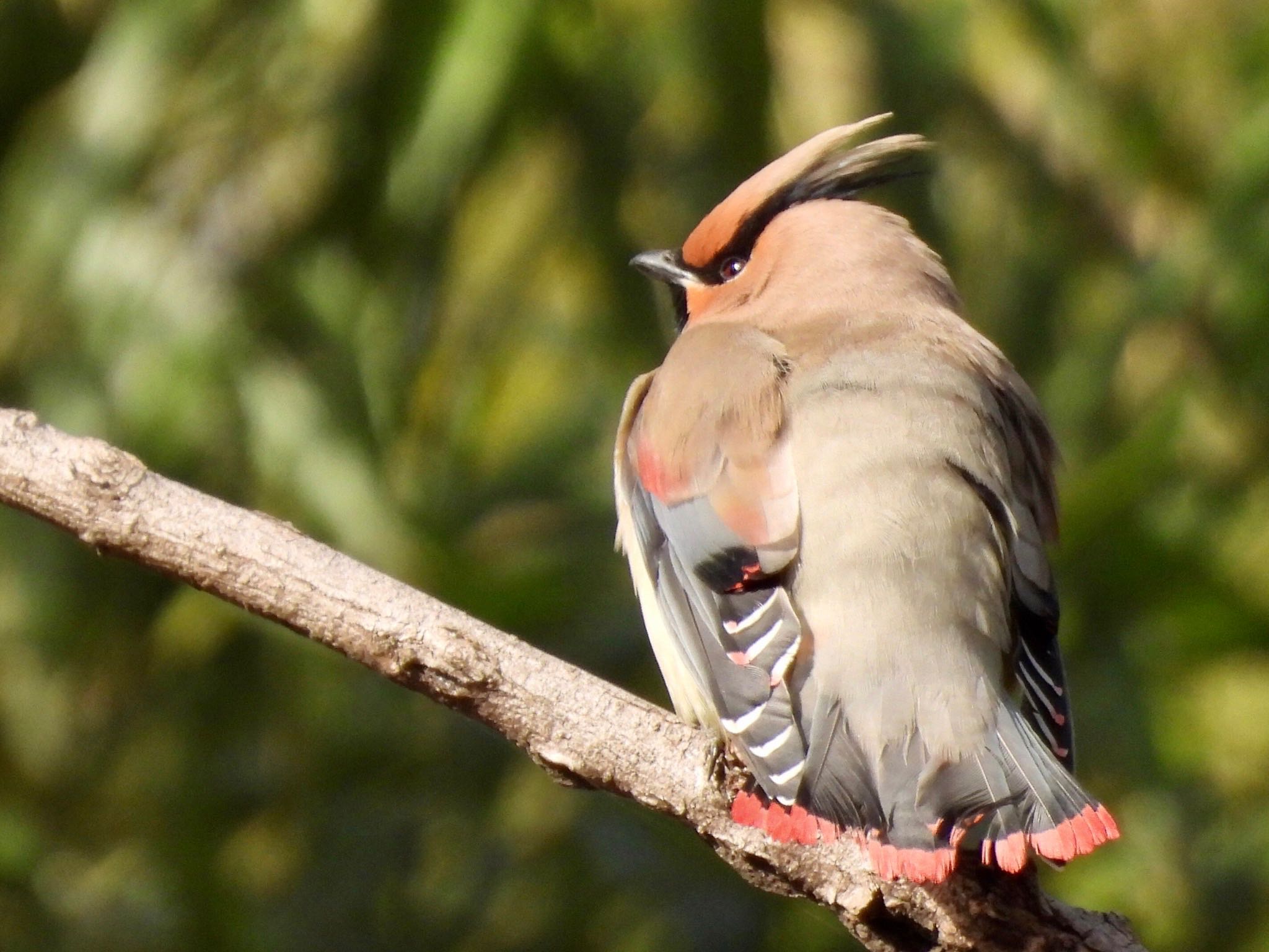 Photo of Japanese Waxwing at Akigase Park by くー