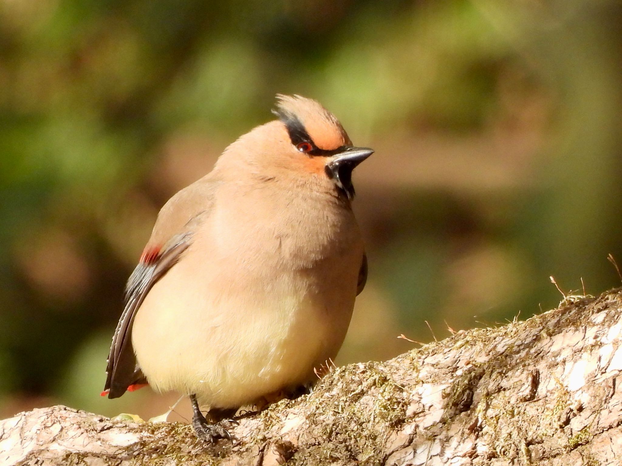 Japanese Waxwing