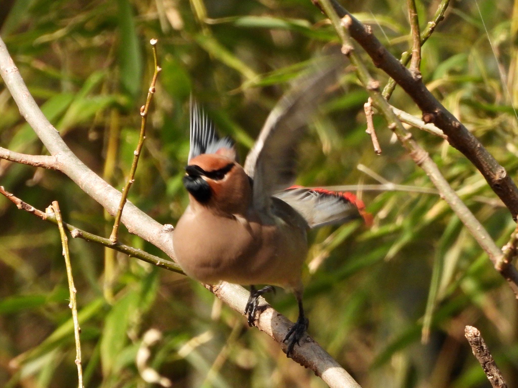 Japanese Waxwing