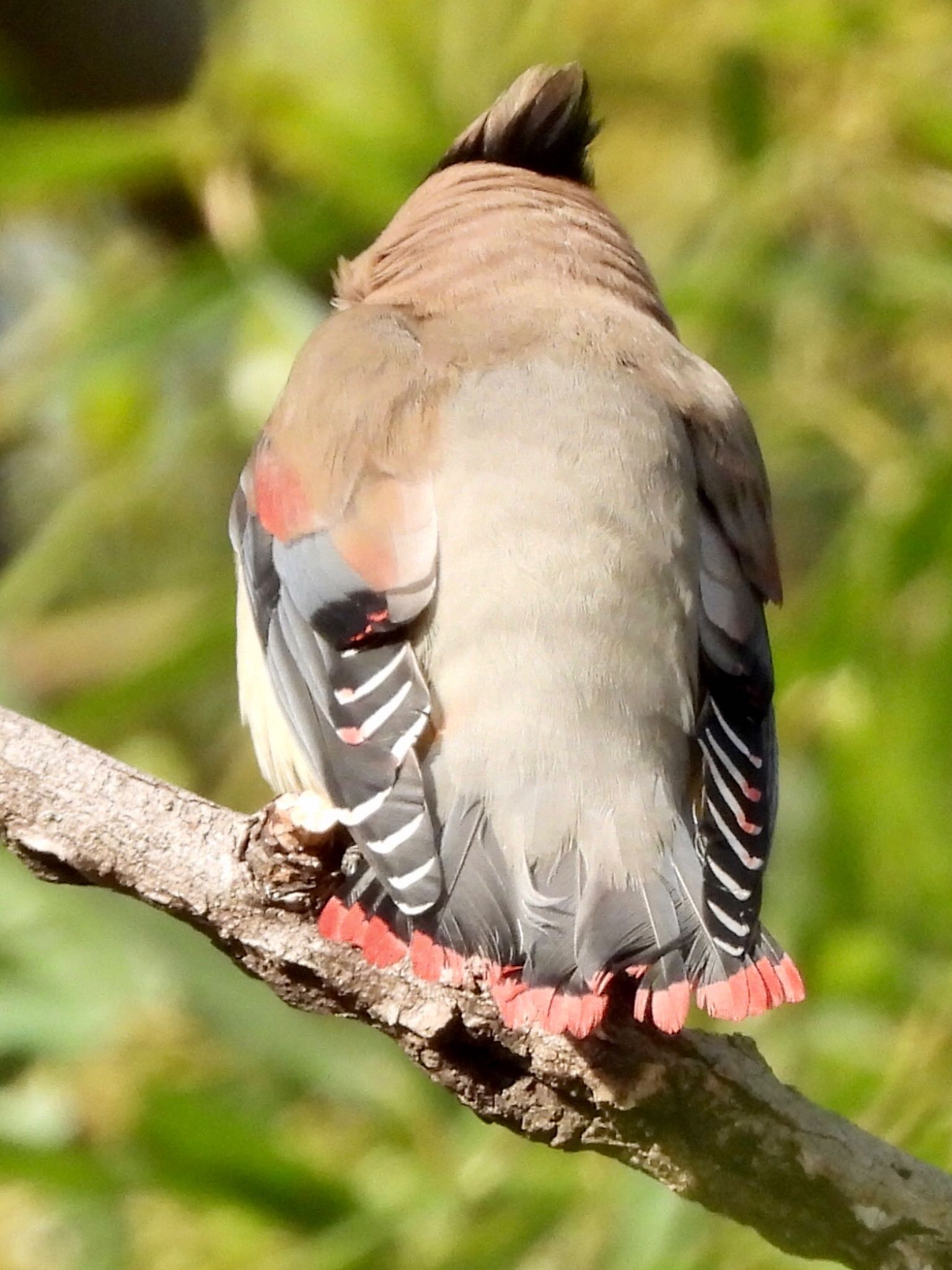 Japanese Waxwing