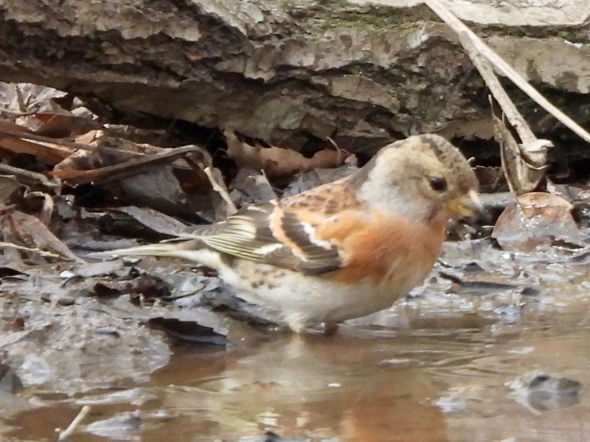 Photo of Brambling at Akigase Park by くー