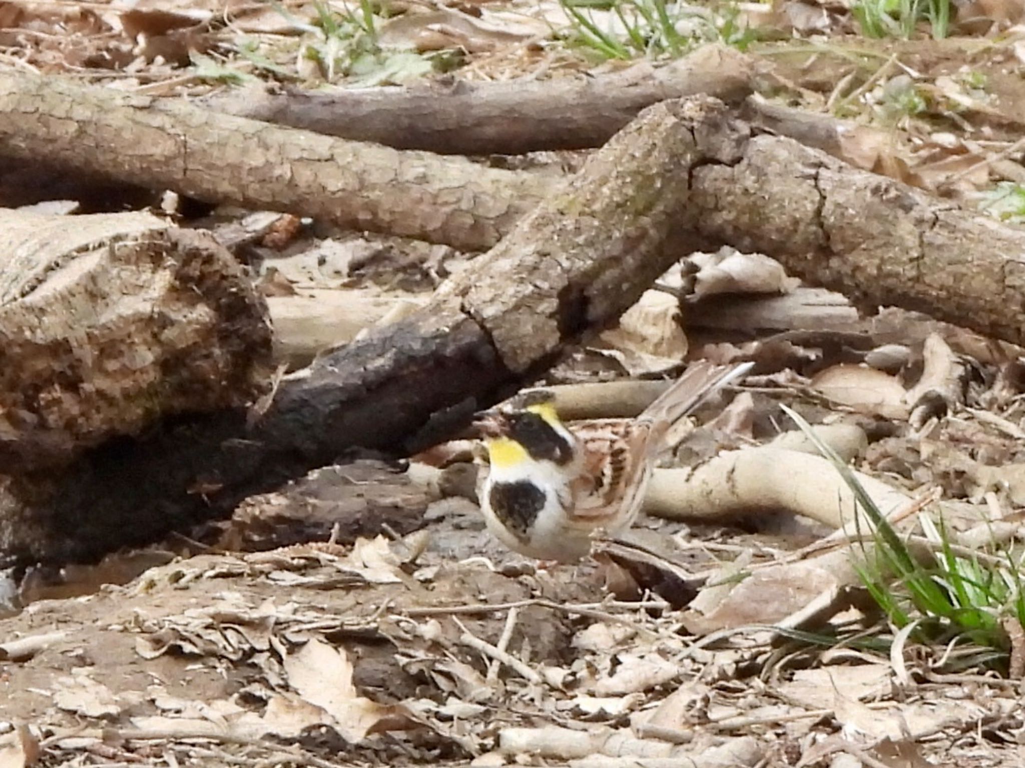 Photo of Yellow-throated Bunting at Akigase Park by くー