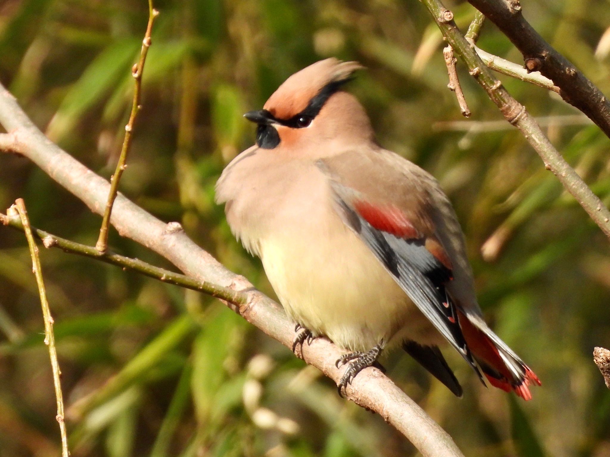 Japanese Waxwing