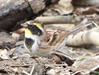 2023年3月11日(土) 秋ヶ瀬公園の野鳥観察記録