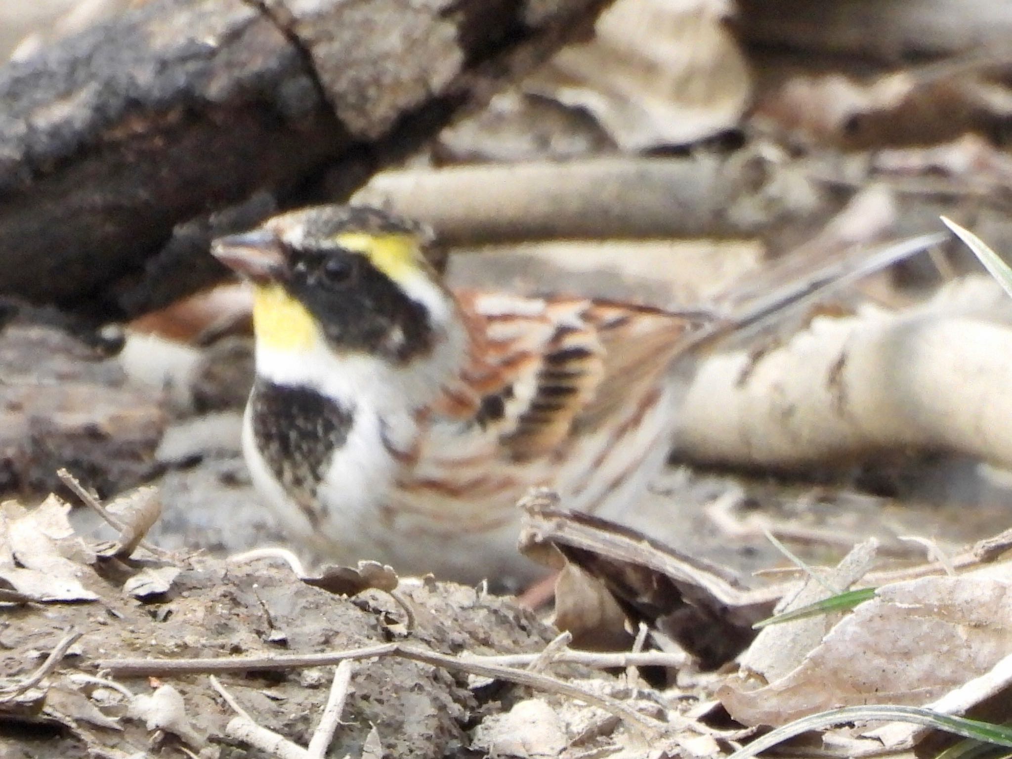 Photo of Yellow-throated Bunting at Akigase Park by くー