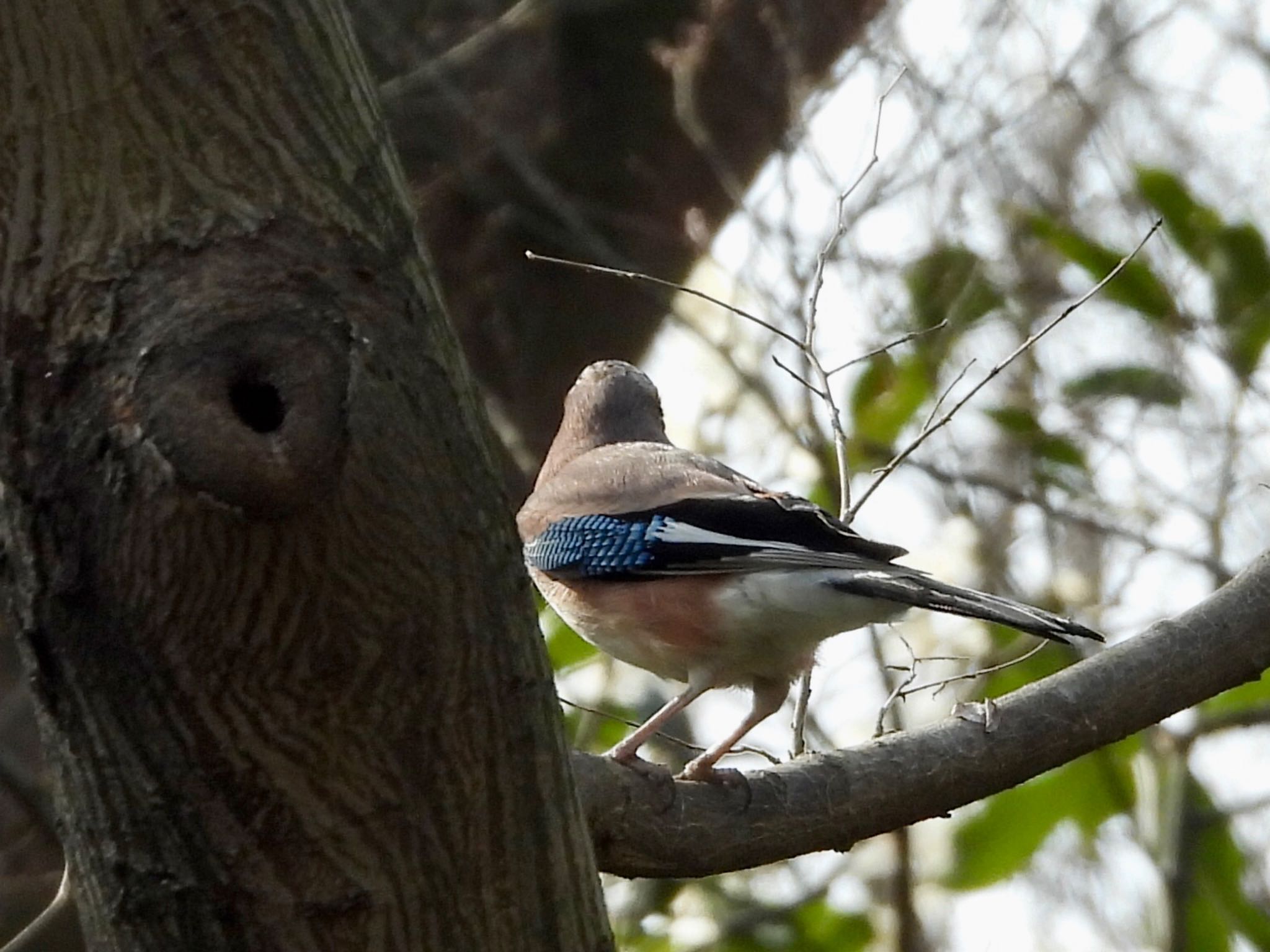 Photo of Eurasian Jay at Akigase Park by くー