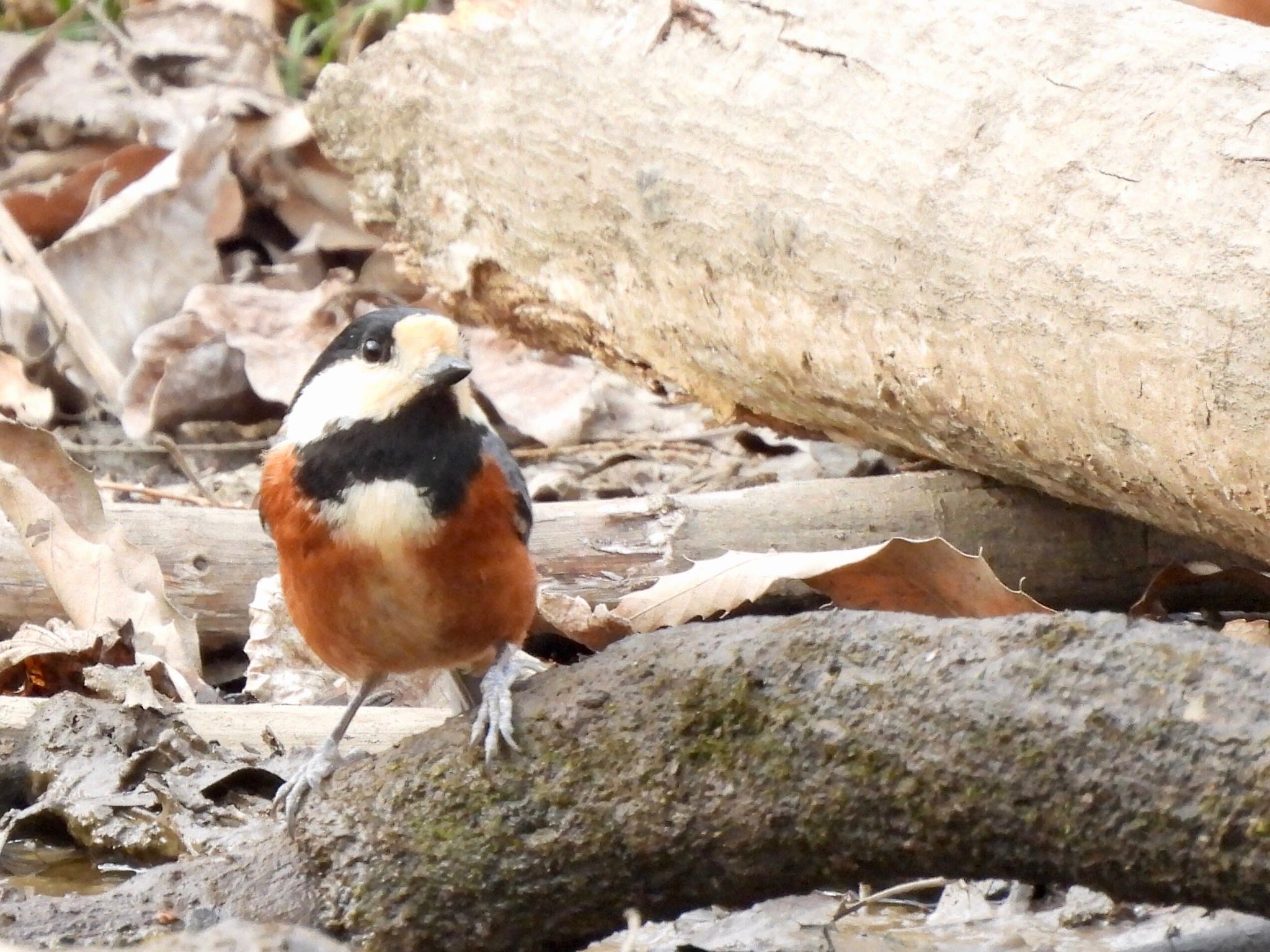 Photo of Varied Tit at Akigase Park by くー