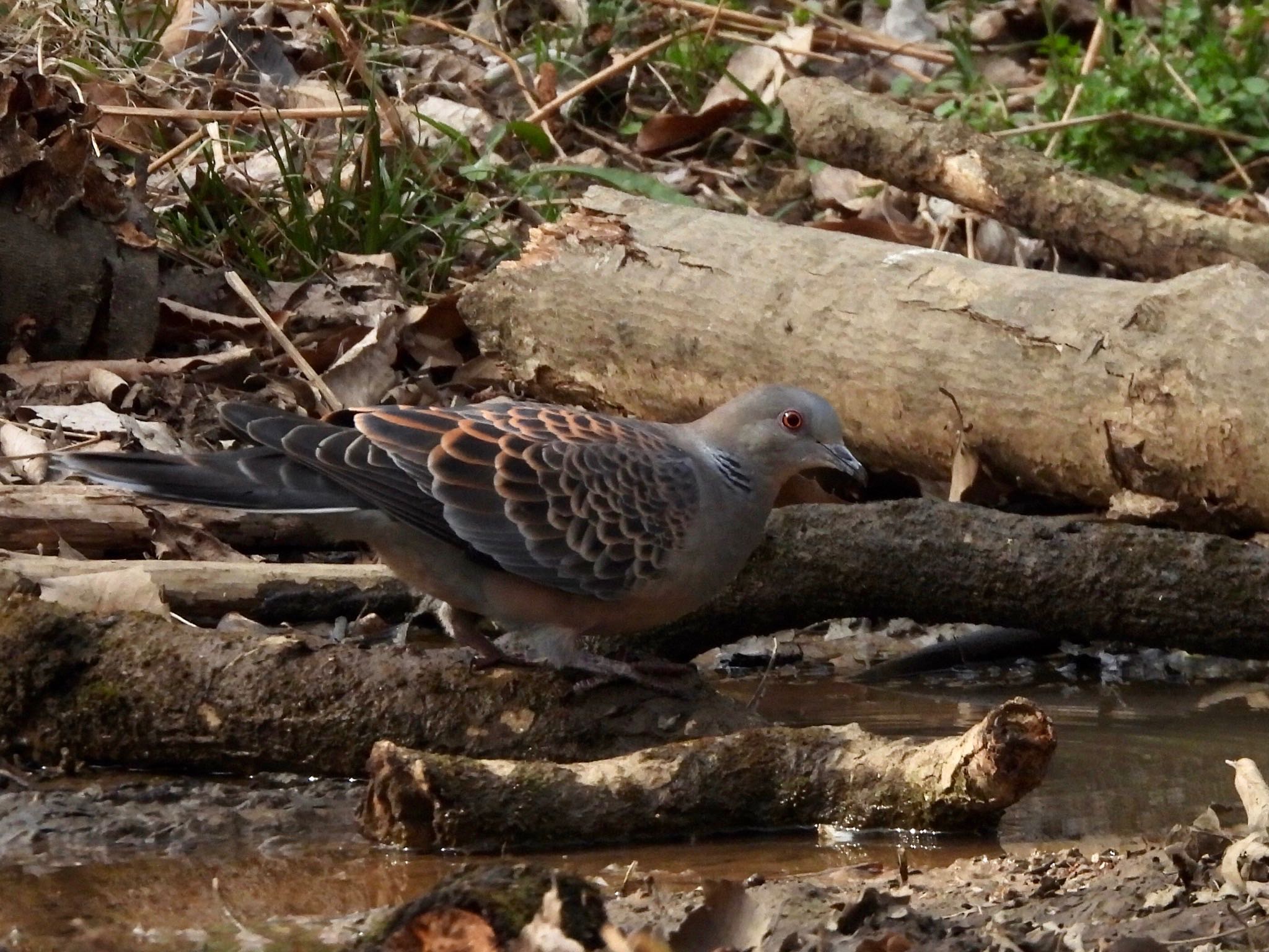 Oriental Turtle Dove