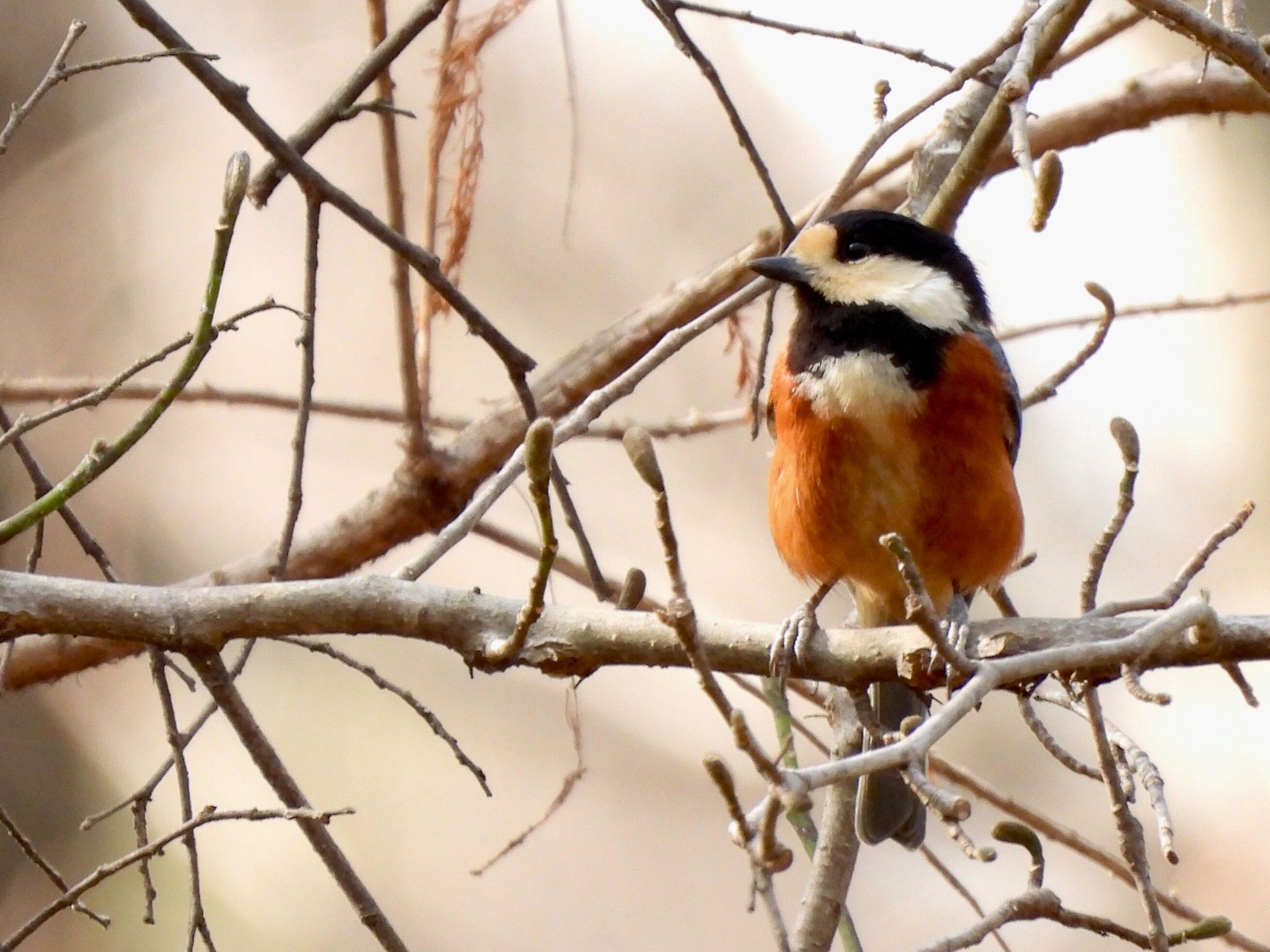 Varied Tit