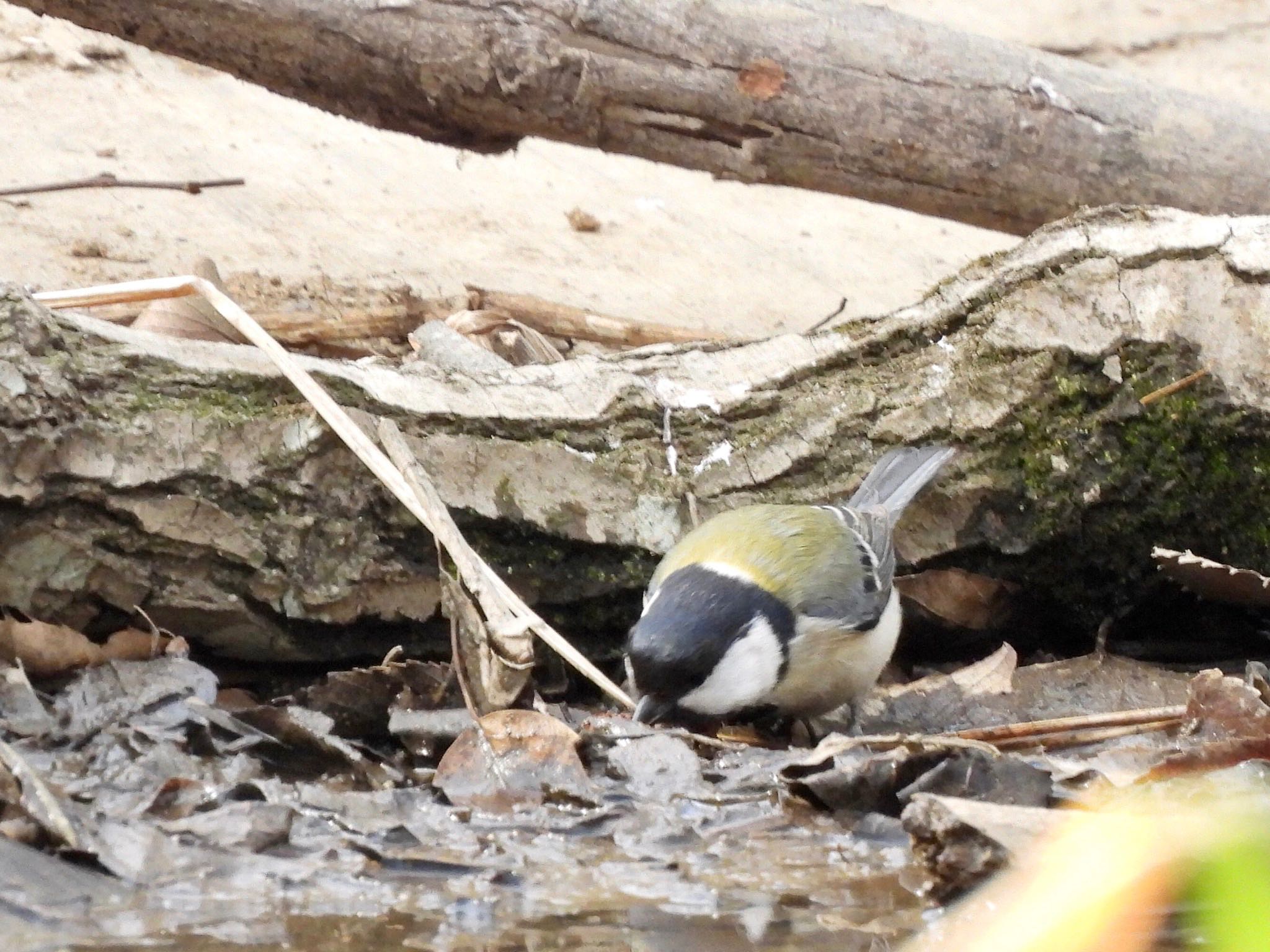 Japanese Tit