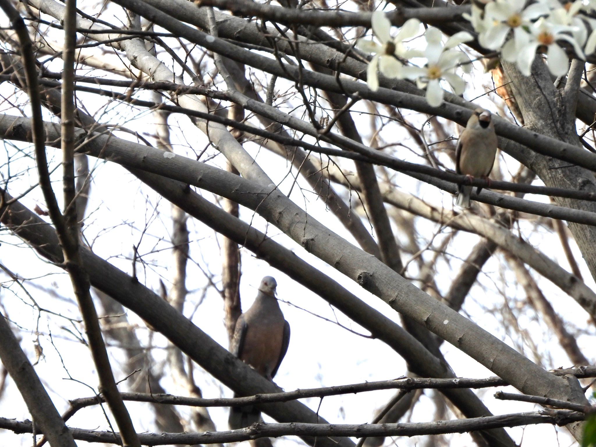 Oriental Turtle Dove