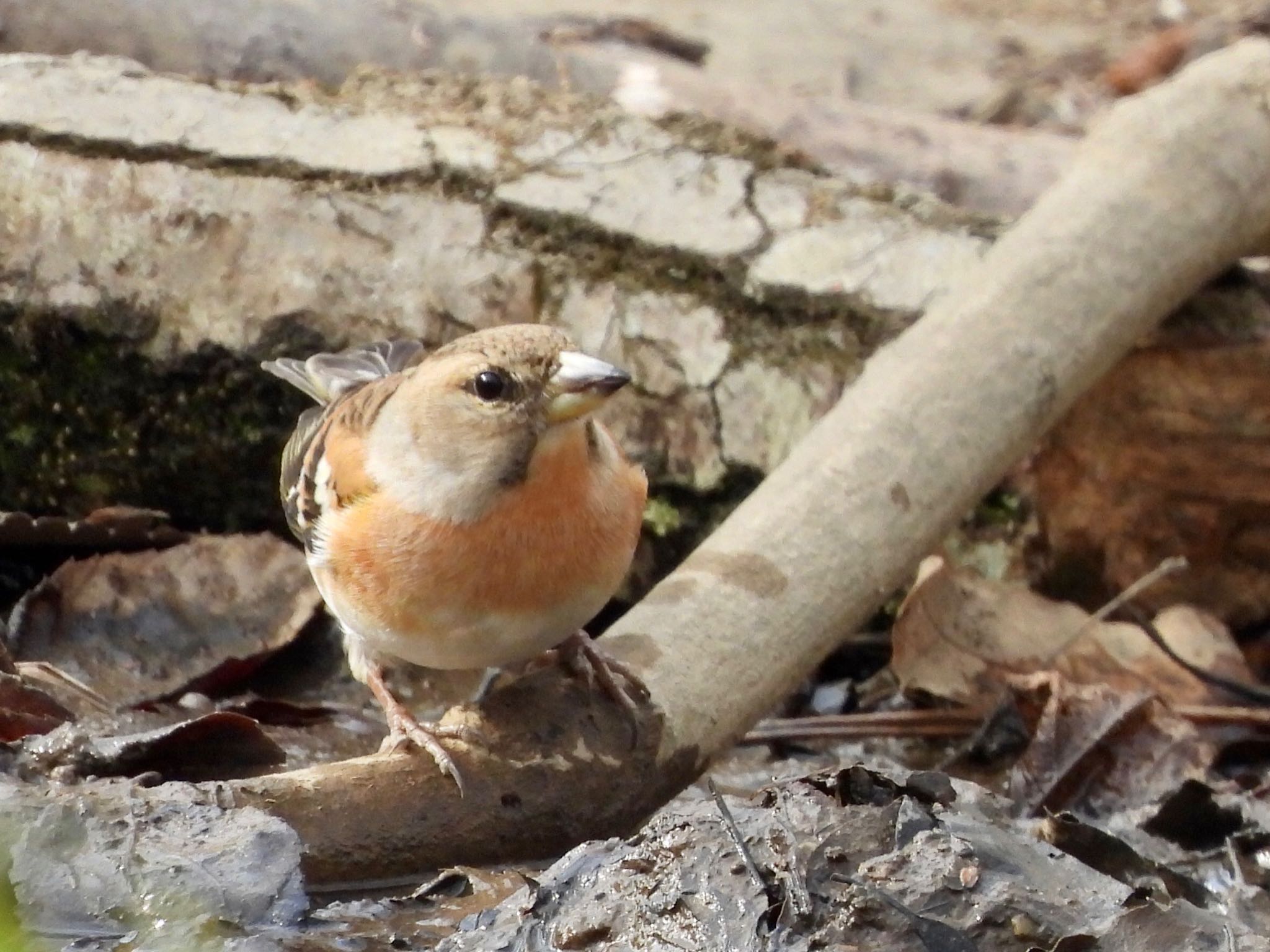 Photo of Brambling at Akigase Park by くー