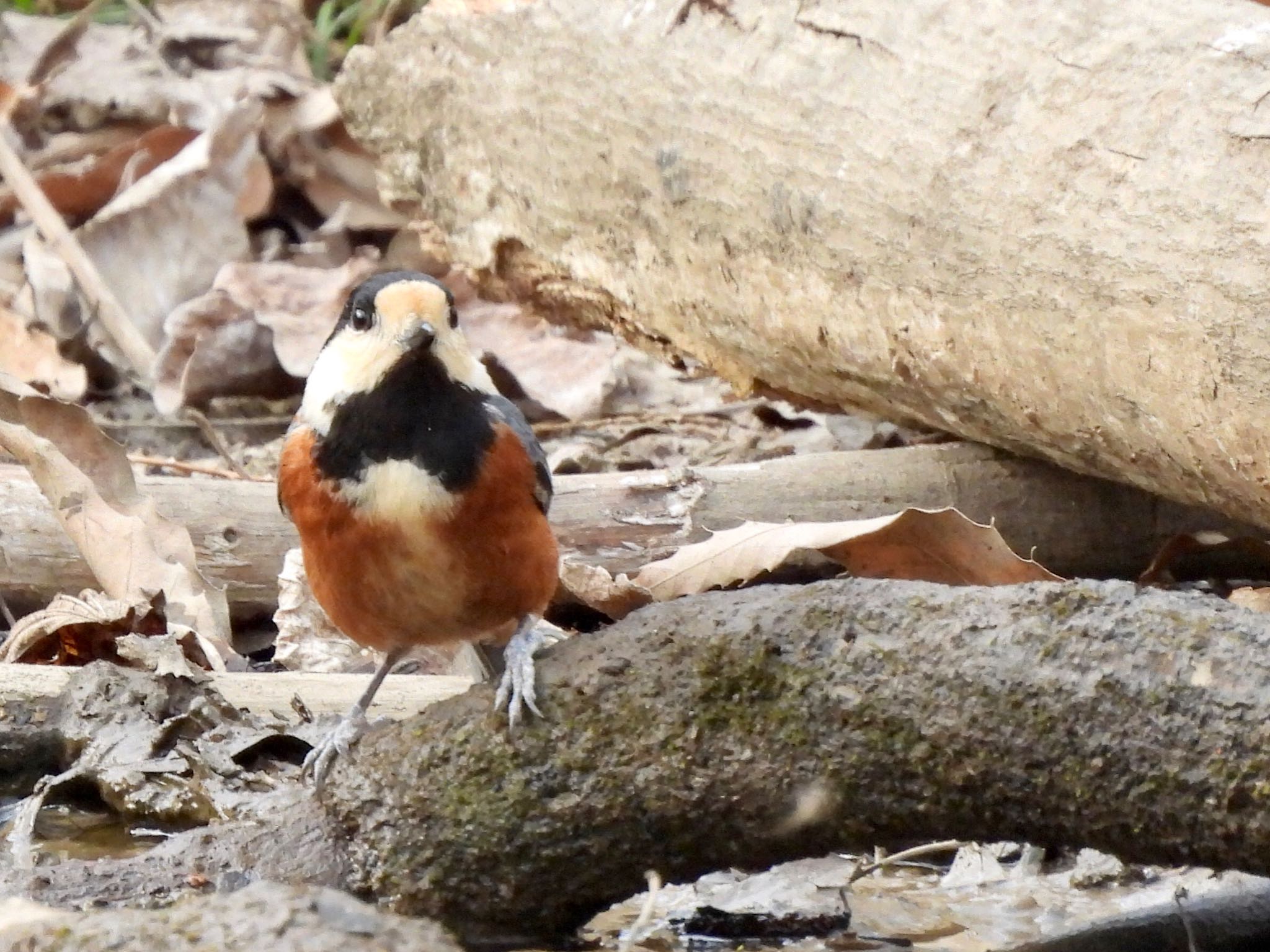 Varied Tit