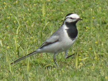 White Wagtail(ocularis) Yoron Island Thu, 4/19/2018