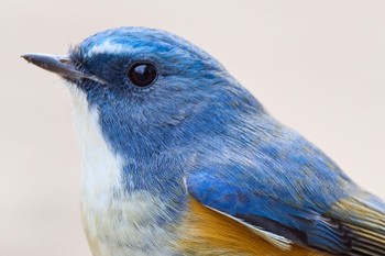 Red-flanked Bluetail Kitamoto Nature Observation Park Fri, 2/3/2023