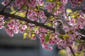 ヒヨドリ 旧中川水辺公園 2023年3月11日(土)