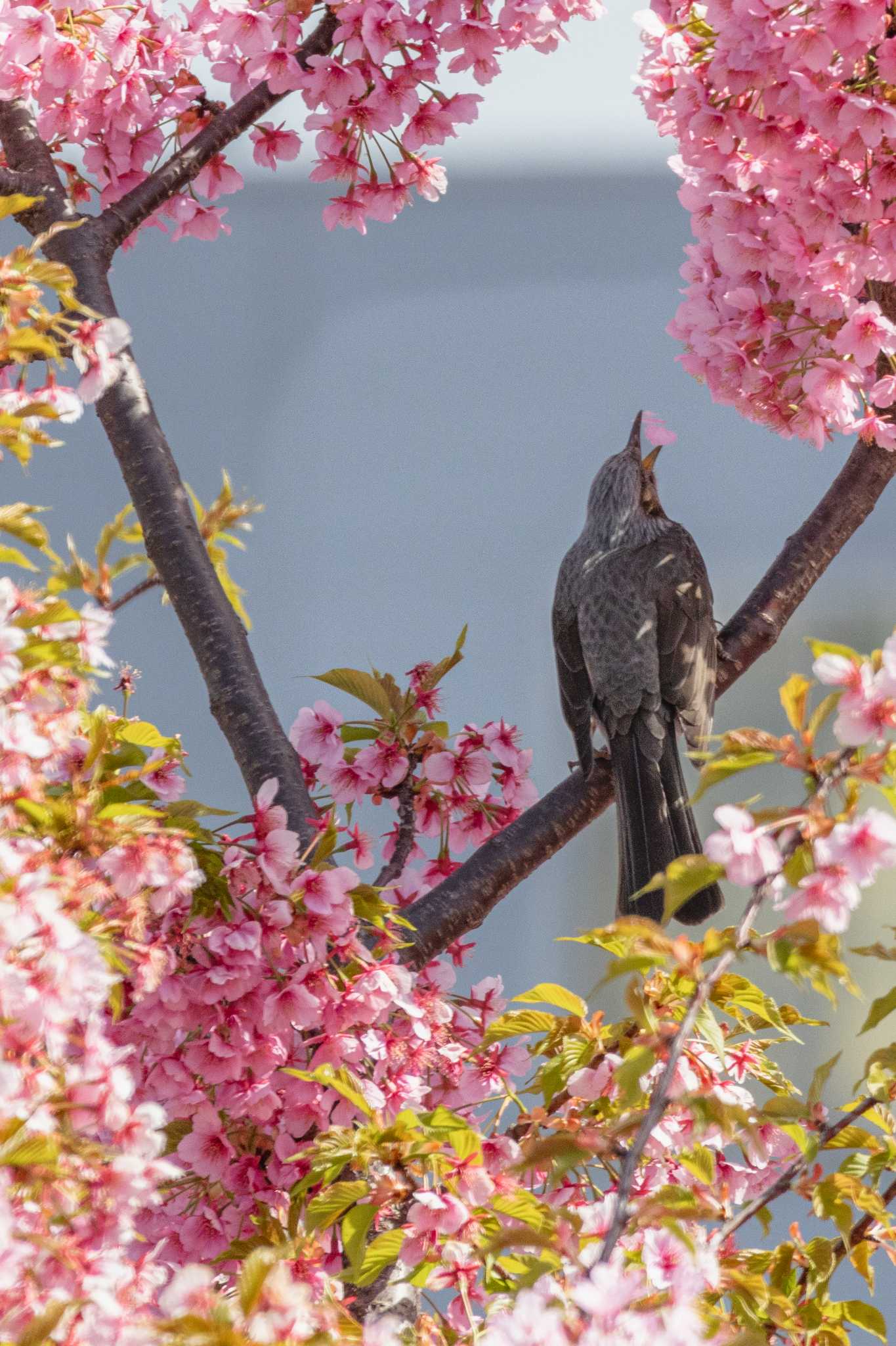 旧中川水辺公園 ヒヨドリの写真 by Yuichiro S