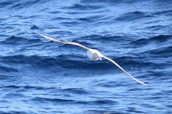 Short-tailed Albatross 八丈島航路 Sun, 2/26/2023