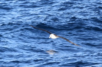 Laysan Albatross 八丈島航路 Sun, 2/26/2023