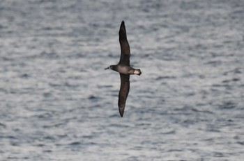 Black-footed Albatross 八丈島航路 Sun, 2/26/2023