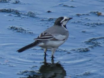 White Wagtail(ocularis) Yoron Island Mon, 5/7/2018