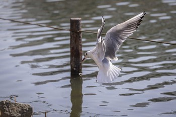 ユリカモメ 旧中川水辺公園 2023年3月11日(土)