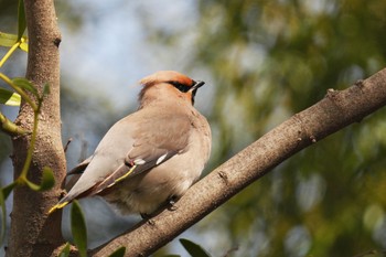 Bohemian Waxwing 大室公園 Sat, 3/11/2023