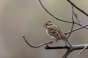 Rustic Bunting Showa Kinen Park Mon, 1/30/2023