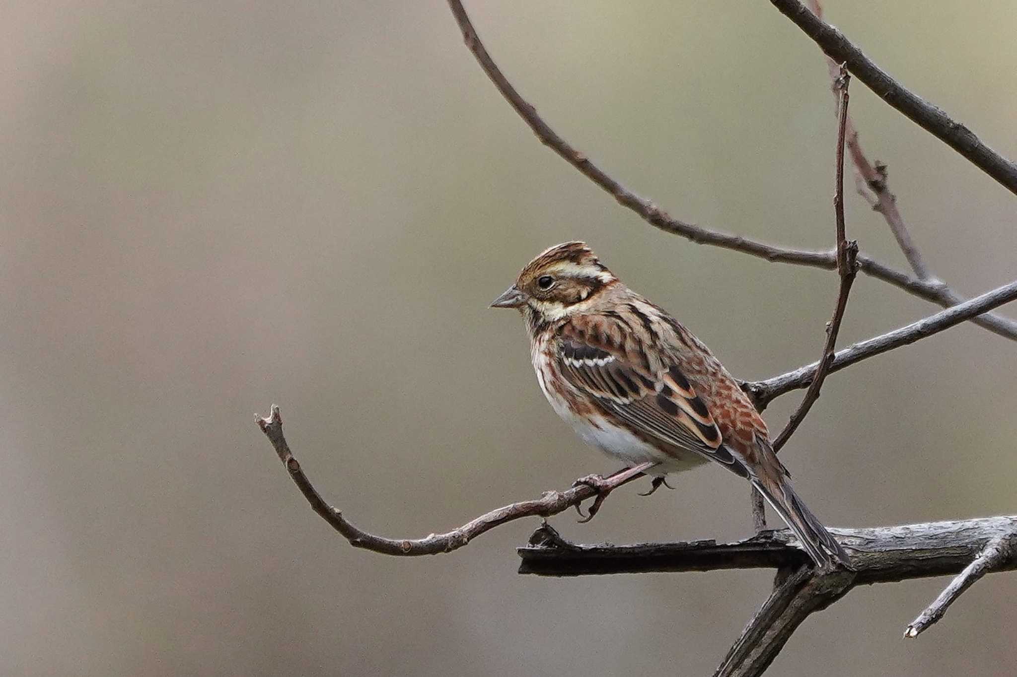 Photo of Rustic Bunting at Showa Kinen Park by アカウント4133