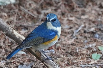 Red-flanked Bluetail Showa Kinen Park Mon, 1/30/2023