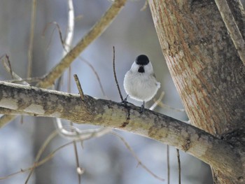 Marsh Tit Unknown Spots Sat, 3/11/2023