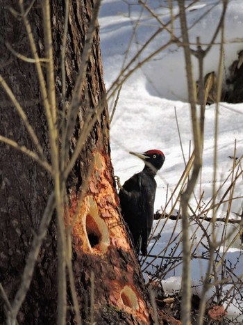 Black Woodpecker Unknown Spots Sat, 3/11/2023