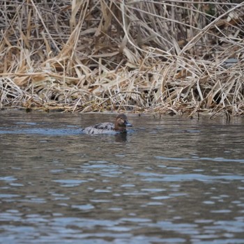 Common Pochard 多摩川 Sat, 3/11/2023