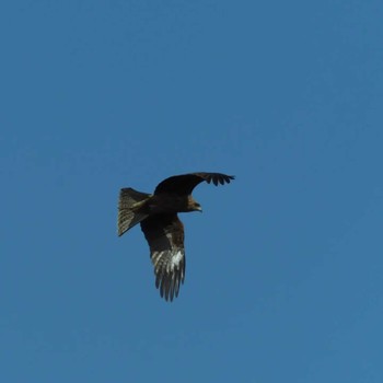 Black Kite 多摩川 Sat, 3/11/2023