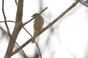 2023年3月11日(土) 芥川の野鳥観察記録