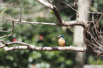 カワセミ 舞岡公園 2023年3月11日(土)