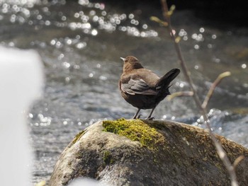 2023年3月11日(土) 宮城沢林道(札幌市西区)の野鳥観察記録