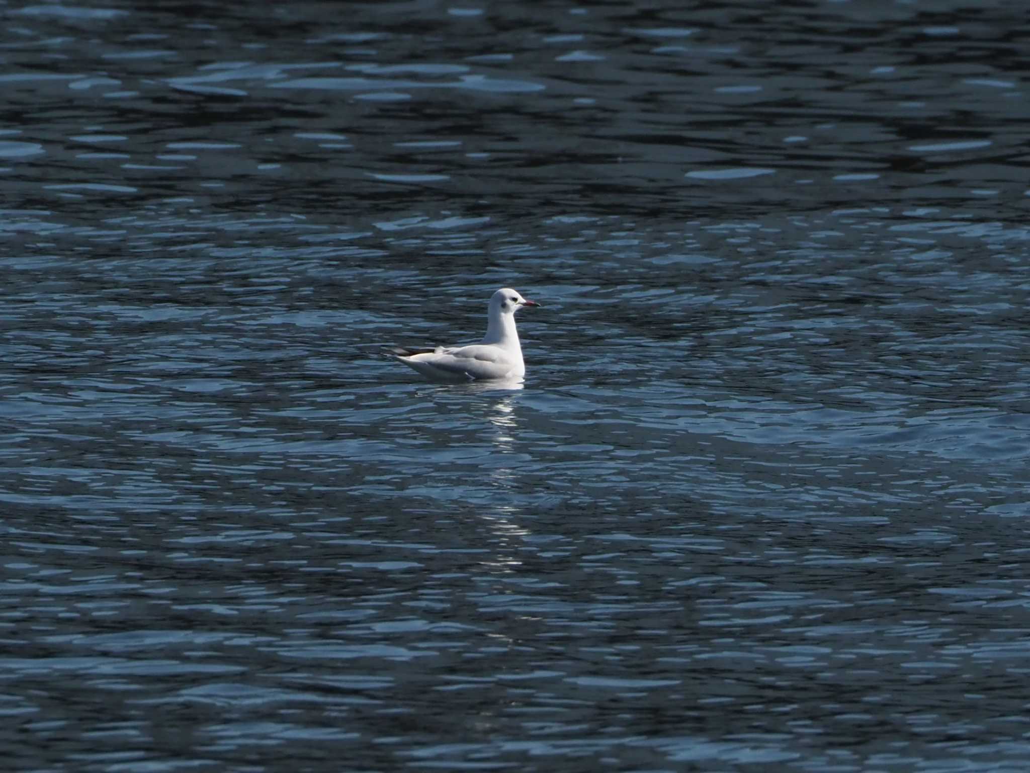 Photo of Black-headed Gull at お台場海浜公園 by zunox