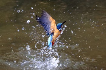 Common Kingfisher 横浜市内河川 Sat, 3/11/2023