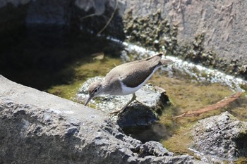 Common Sandpiper 横浜市内河川 Sat, 3/11/2023