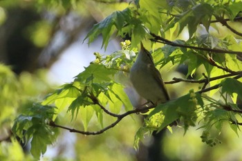 Eastern Crowned Warbler Hakodateyama Mon, 5/7/2018