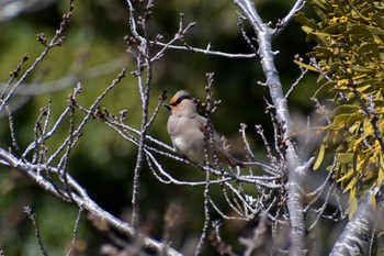 Japanese Waxwing Unknown Spots Sat, 3/11/2023