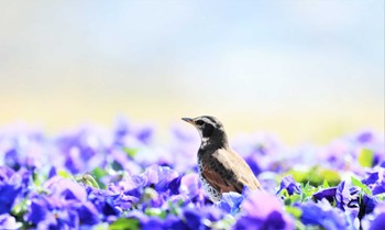 Dusky Thrush 紀ノ川 道の駅 Sat, 3/4/2023