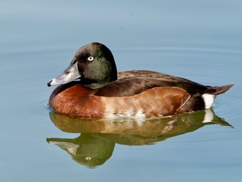 アカハジロ 弁天池公園(大阪府門真市) 2023年3月5日(日)