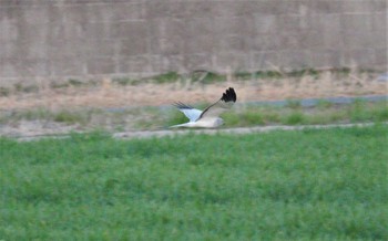 ハイイロチュウヒ 鍋田干拓地 2023年3月11日(土)