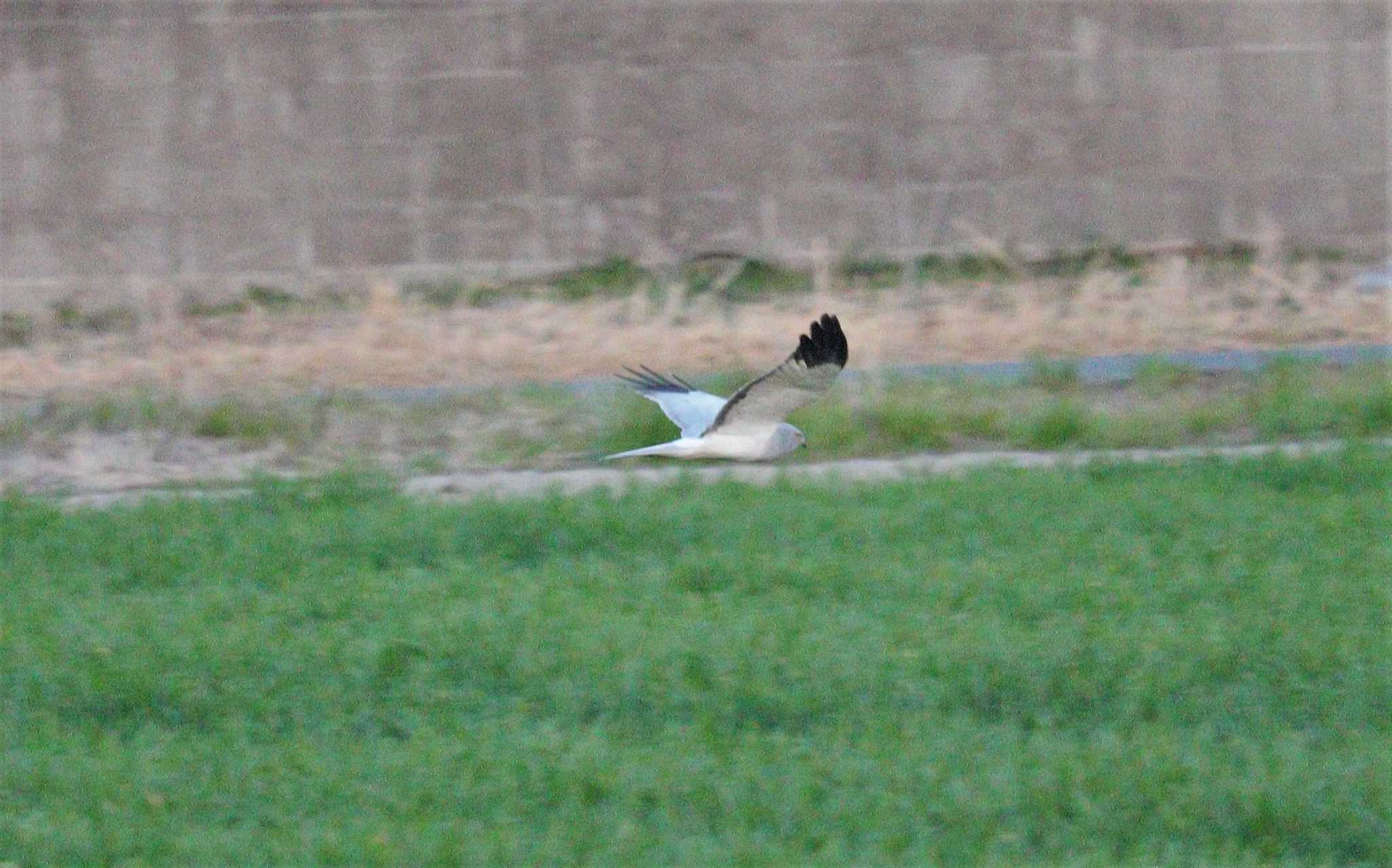 飛ぶ！飛ぶ！