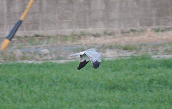 ハイイロチュウヒ 鍋田干拓地 2023年3月11日(土)