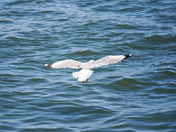 Brown-headed Gull Choshi Fishing Port Sat, 3/11/2023