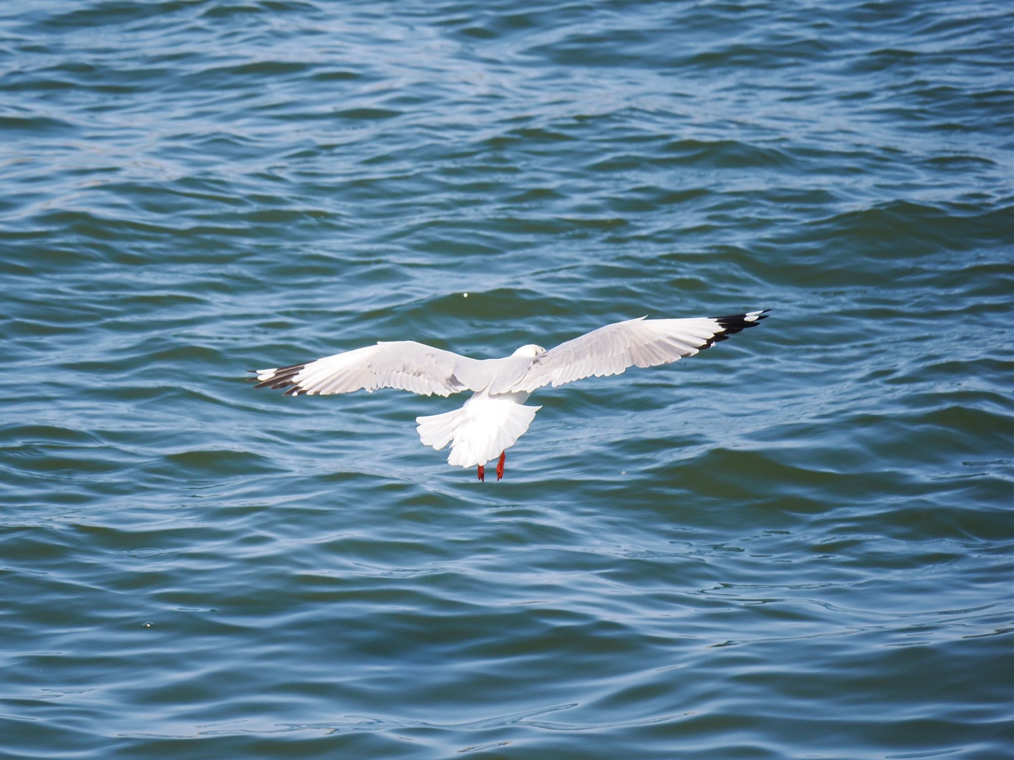 Brown-headed Gull