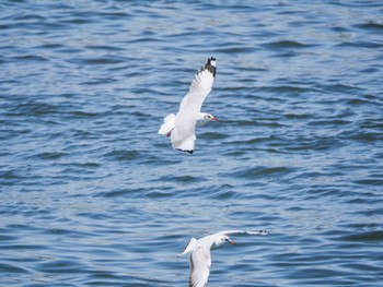 チャガシラカモメ 銚子漁港 2023年3月11日(土)